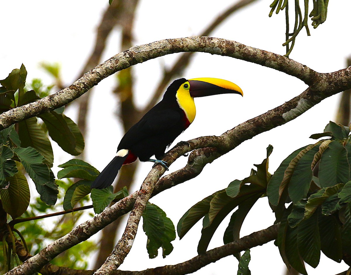 Yellow-throated Toucan - ML638890735