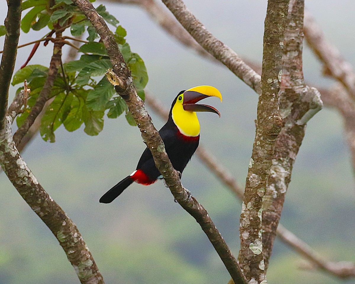 Yellow-throated Toucan - ML638890736