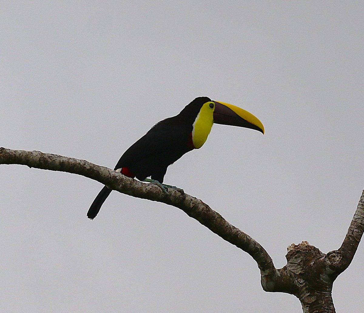 Yellow-throated Toucan - ML638890738