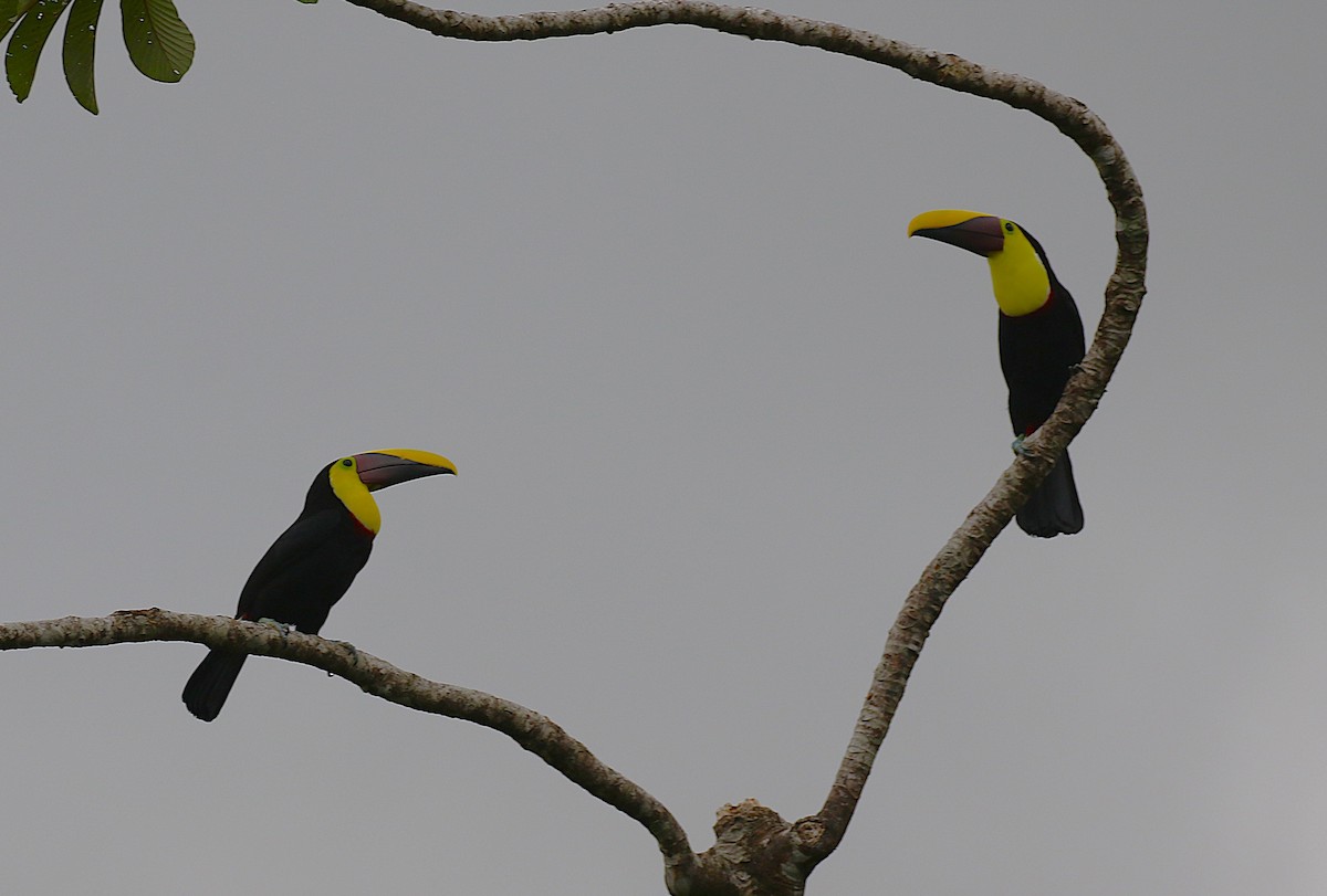 Yellow-throated Toucan - ML638890739