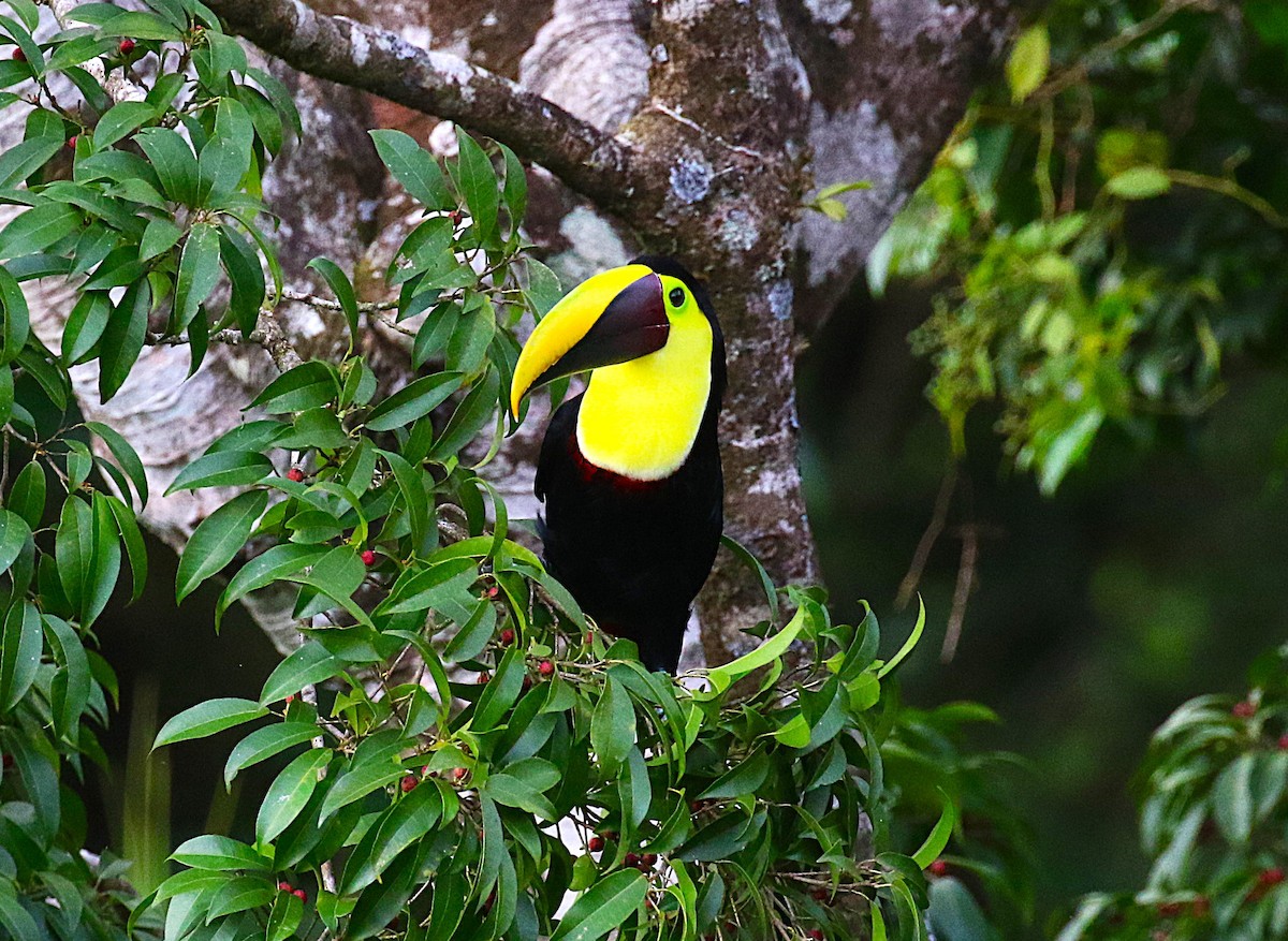 Yellow-throated Toucan - ML638890741