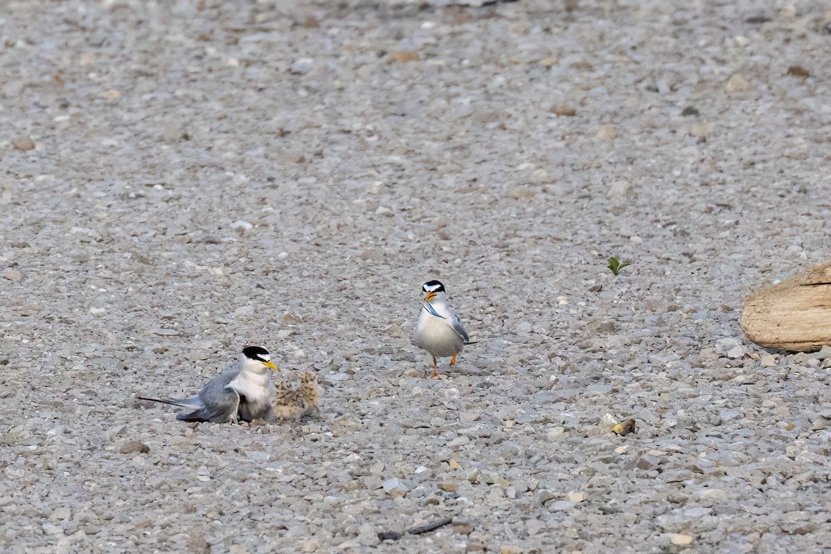 Least Tern - ML638890754