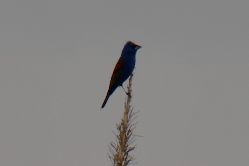 Blue Grosbeak - ML638890767