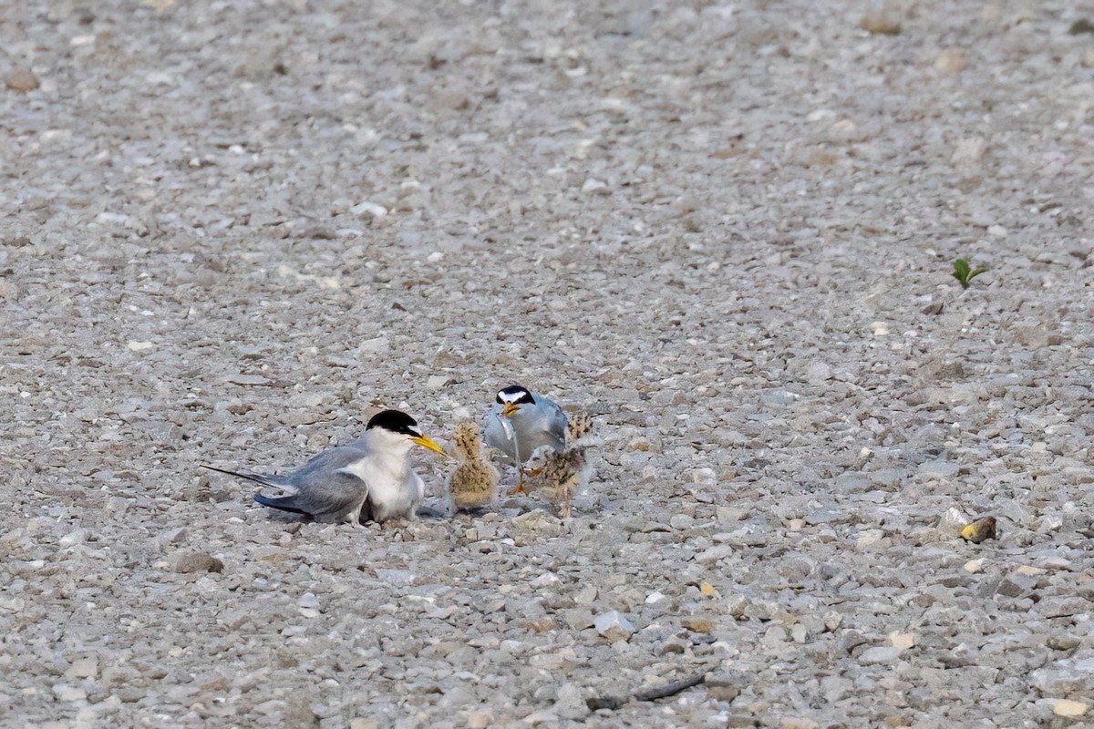 Least Tern - ML638890770