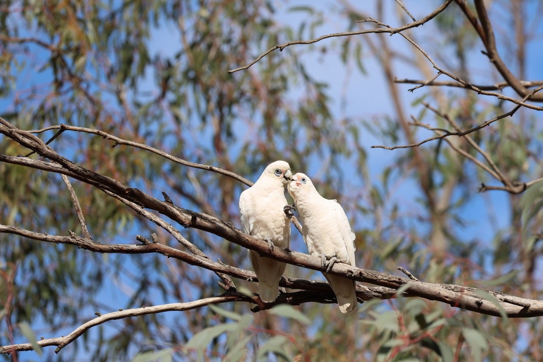 Little Corella - ML638890771