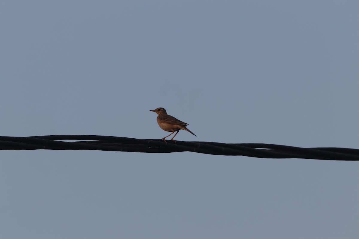 Paddyfield Pipit - ML638890807