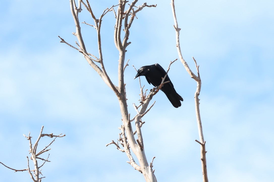 Torresian Crow - ML638890848