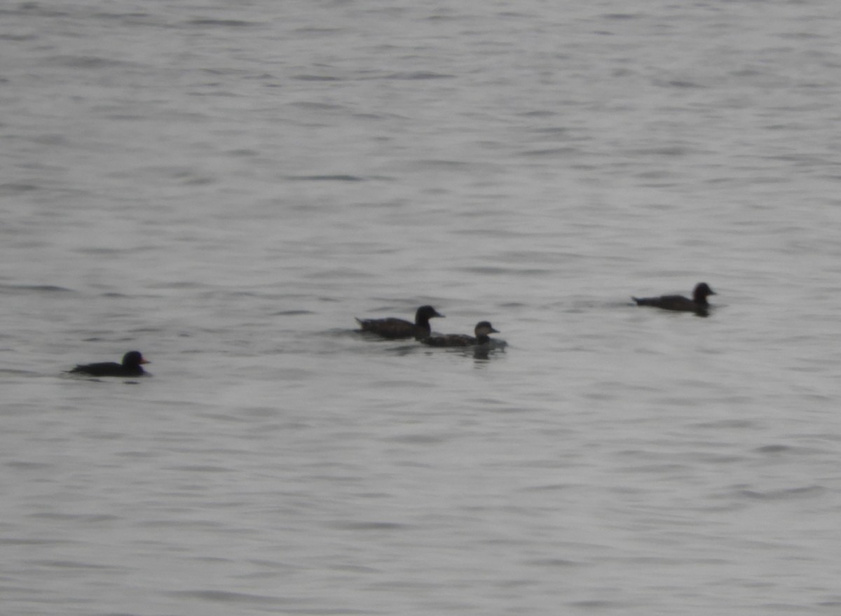 Black Scoter - ML638890856