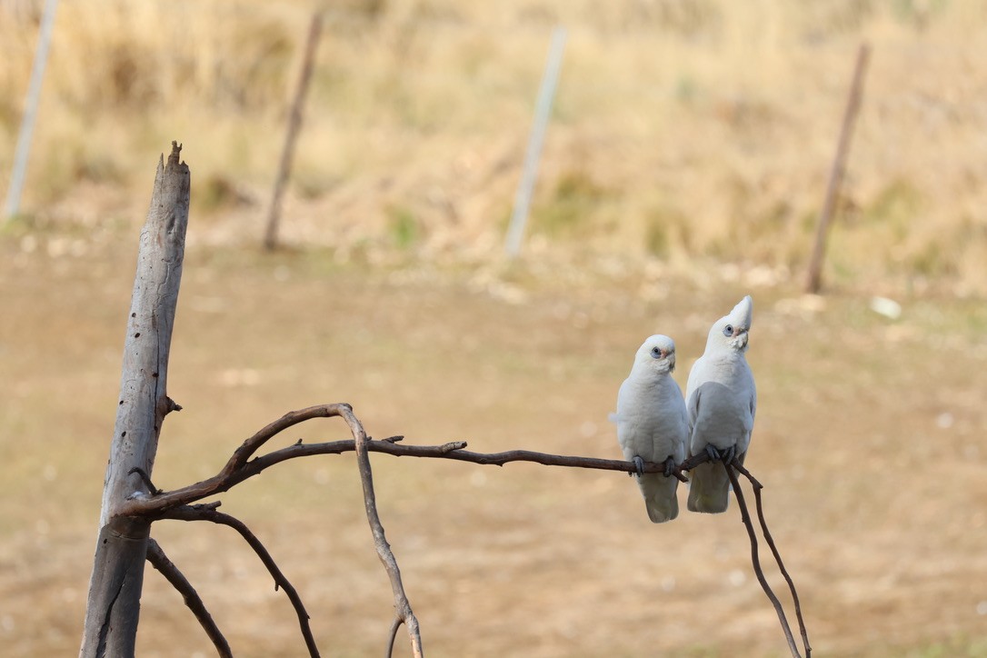 Little Corella - ML638890869