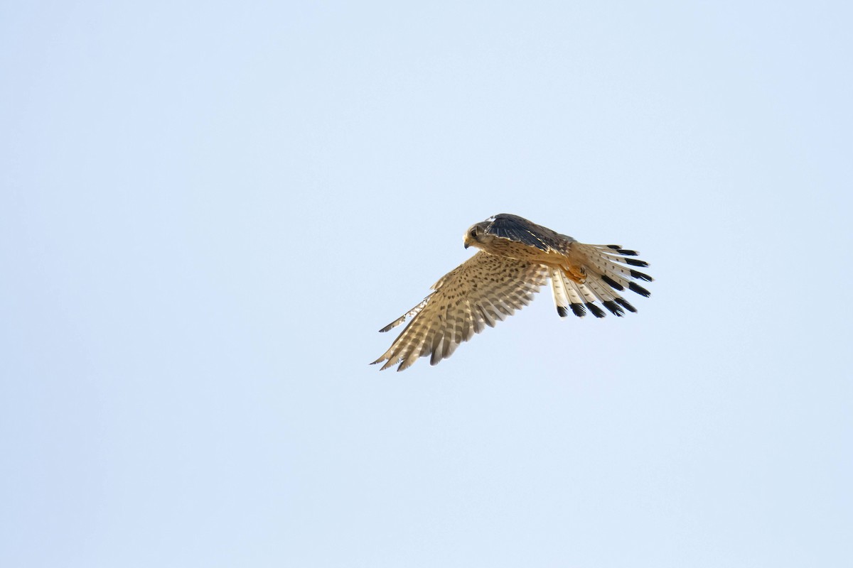 Eurasian Kestrel - ML638890880