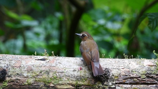 Eyebrowed Jungle Flycatcher - ML638890907