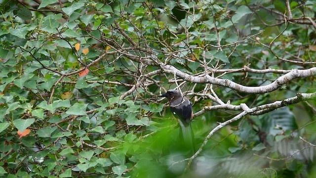 Bornean Treepie - ML638890951