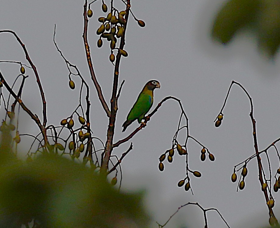 アカミミインコ - ML638890958
