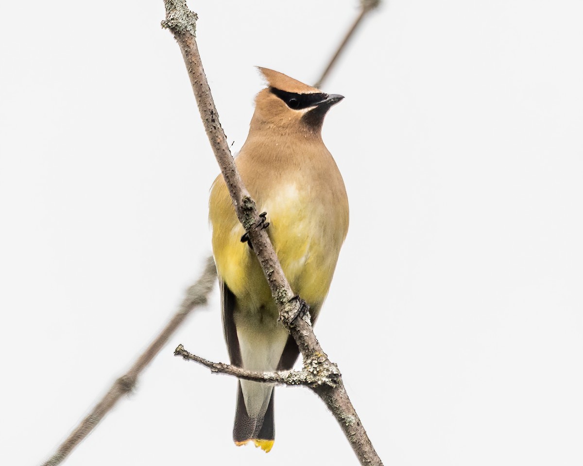 Cedar Waxwing - ML638890980
