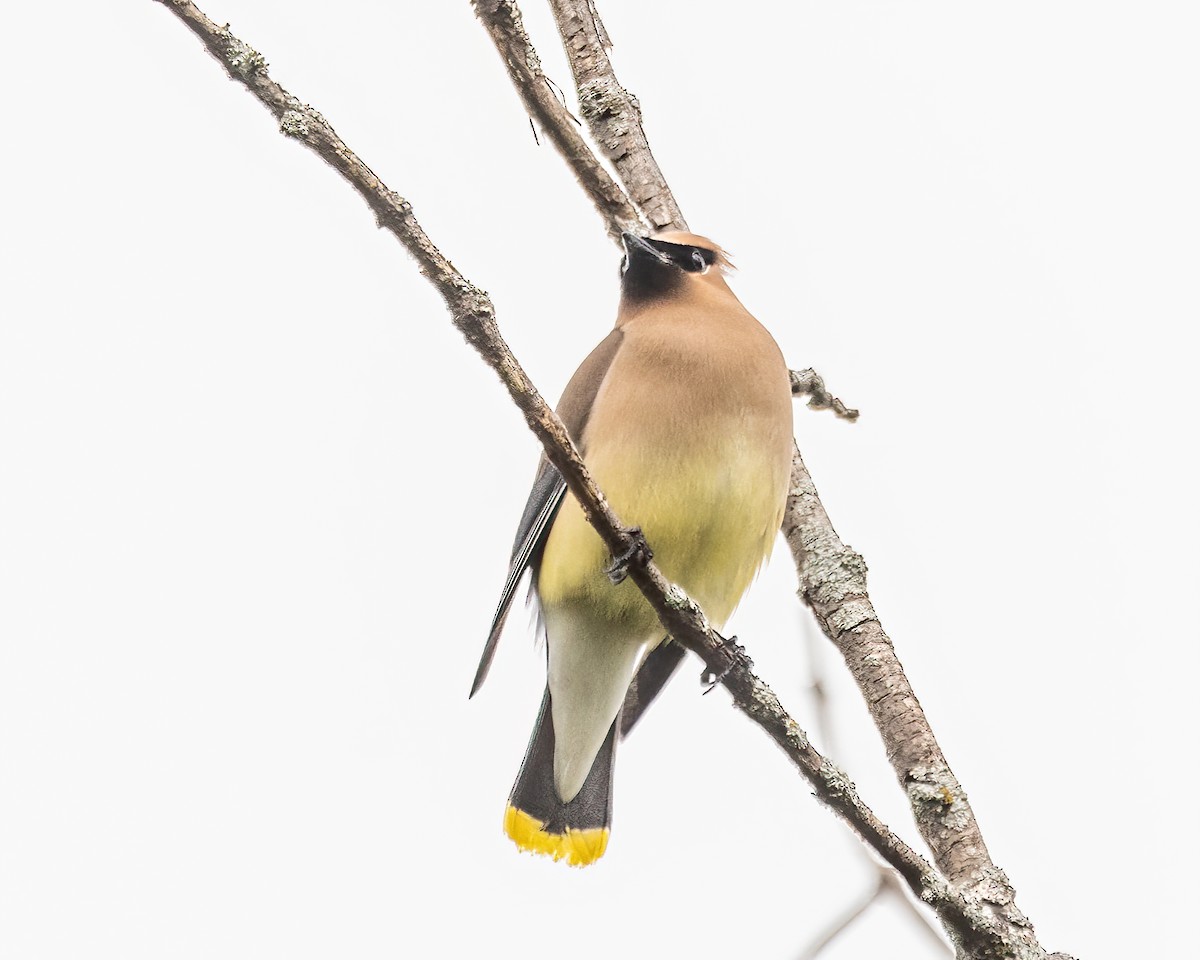 Cedar Waxwing - ML638890981