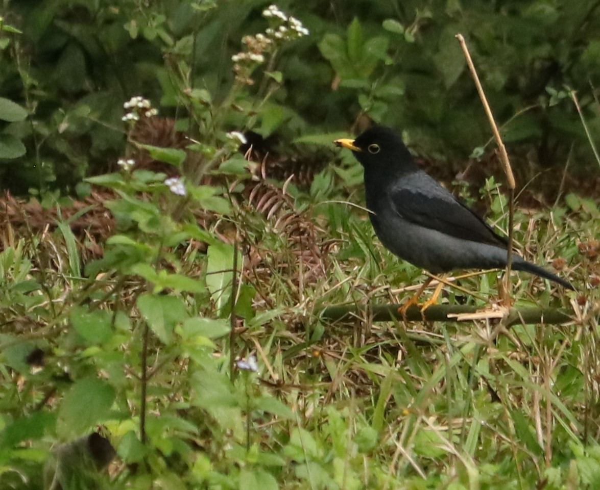 Yellow-legged Thrush - ML638890991
