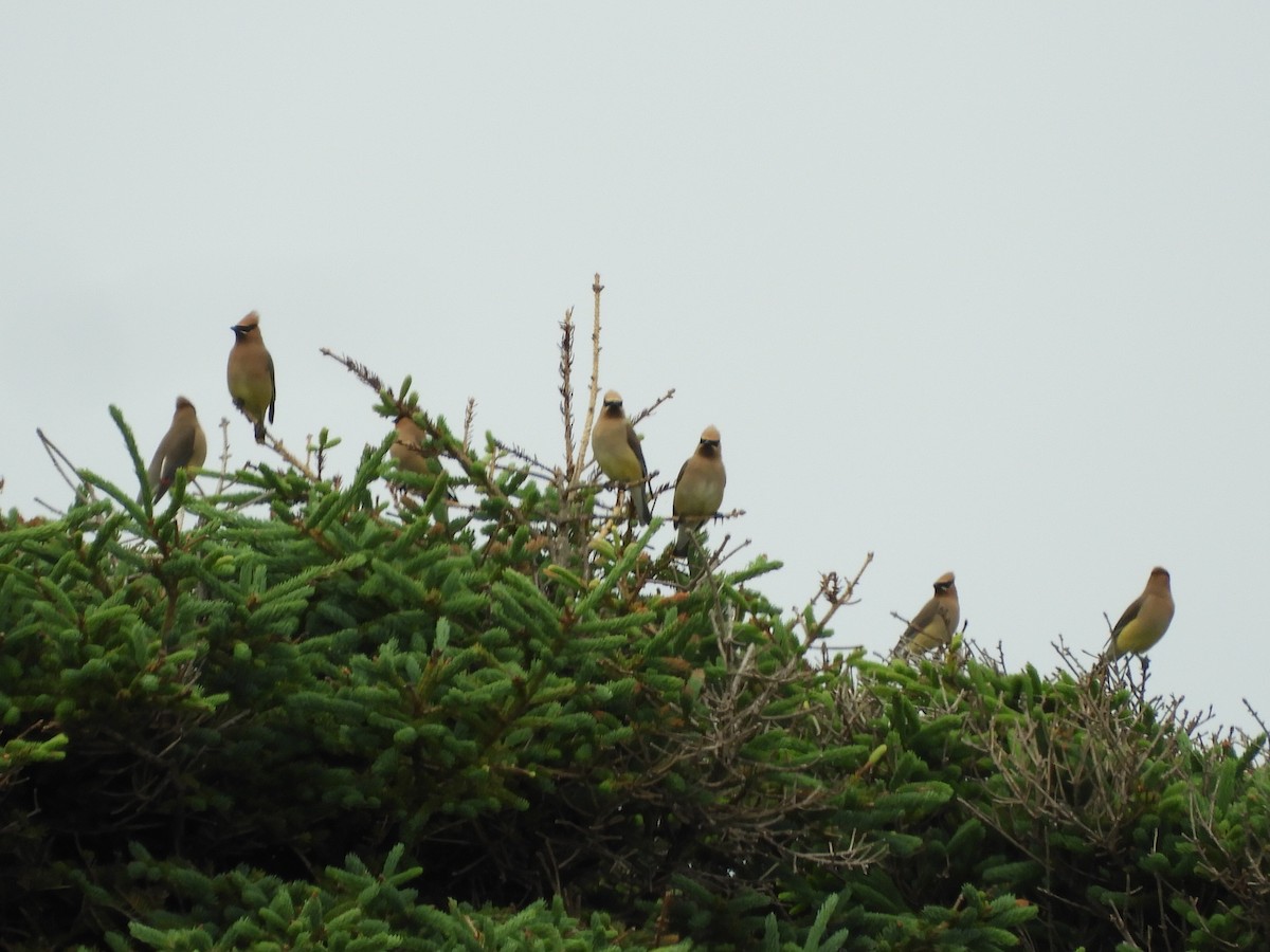 Cedar Waxwing - ML638891055