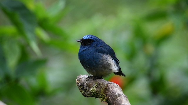 Indigo Flycatcher - ML638891091