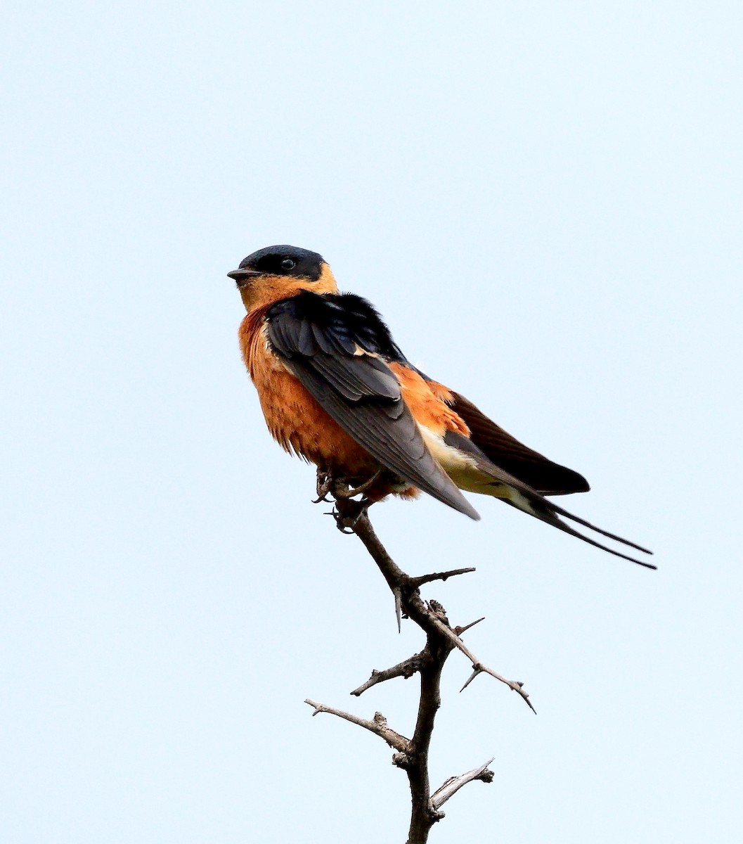 Rufous-chested Swallow - ML638891132