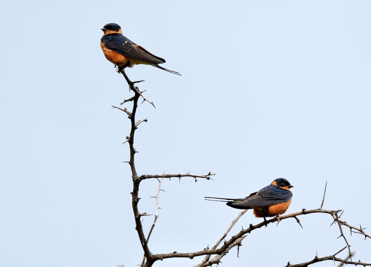 Rufous-chested Swallow - ML638891136