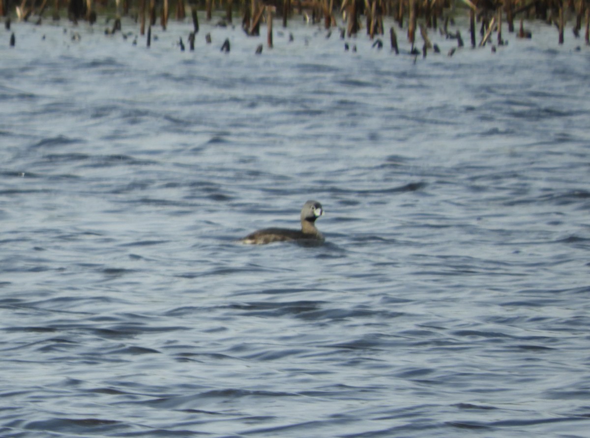 Pied-billed Grebe - ML638891147