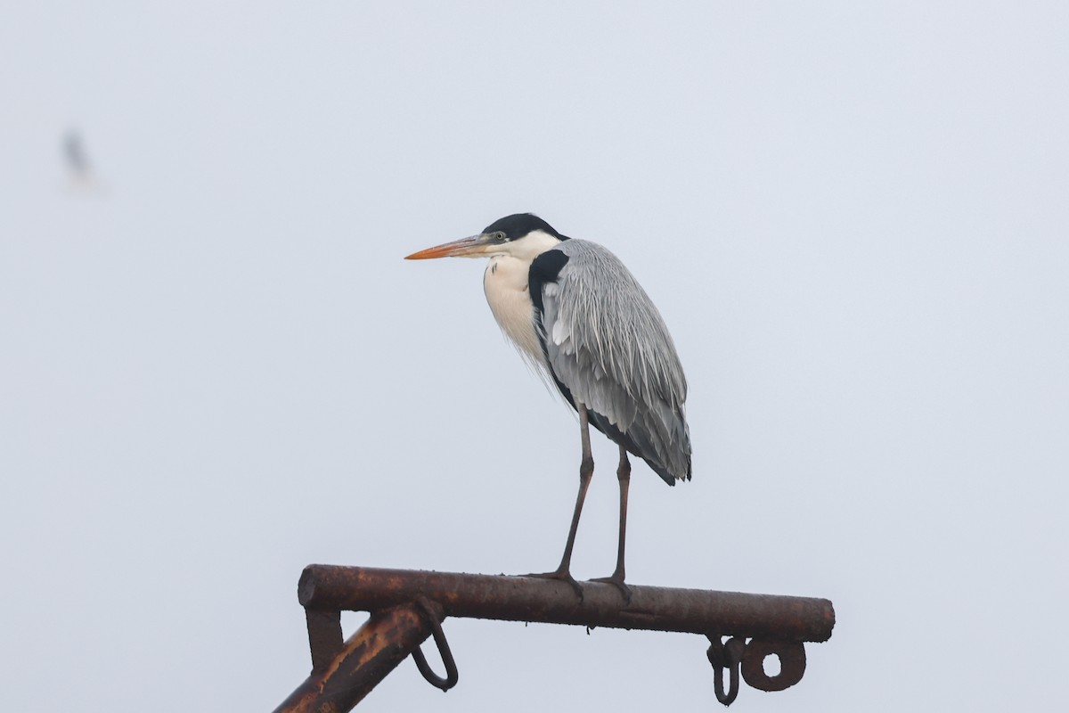 Cocoi Heron - ML638891153