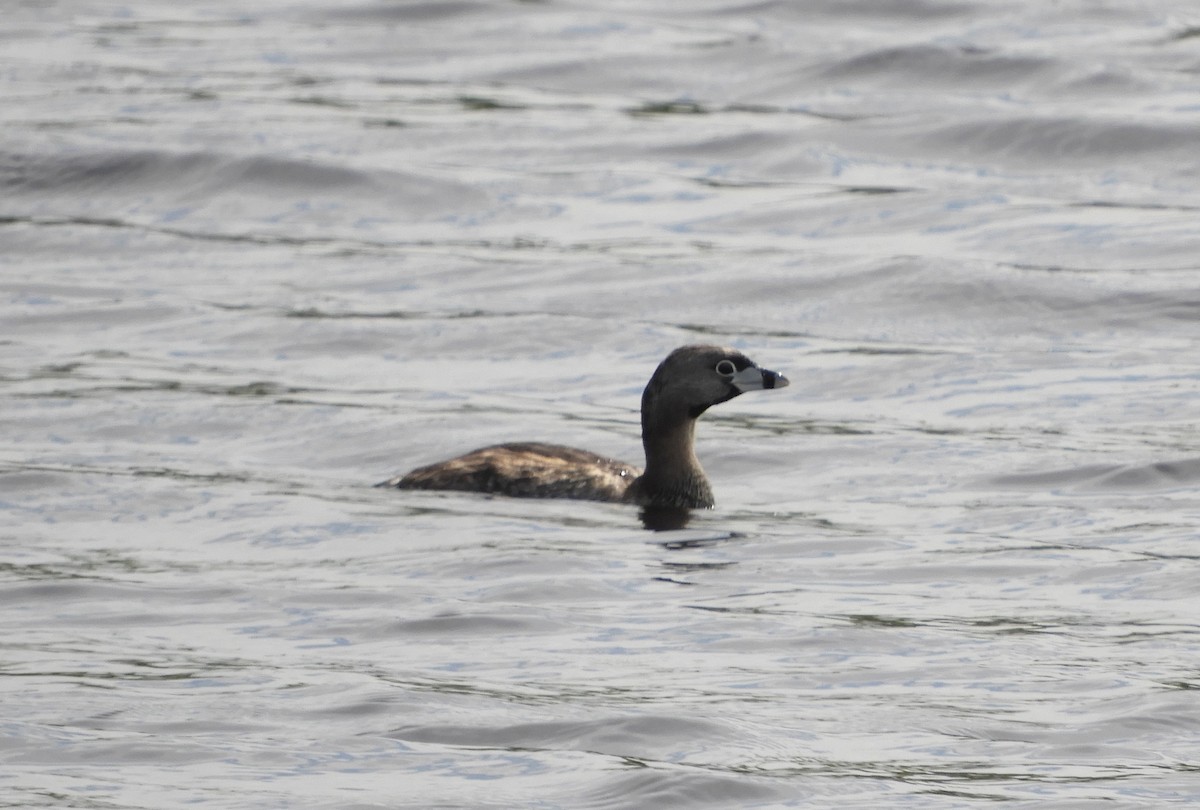 Pied-billed Grebe - ML638891165