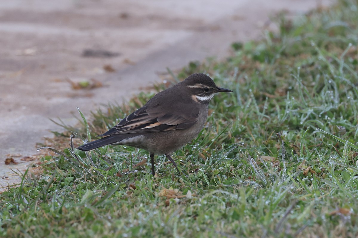 Buff-winged Cinclodes - ML638891166
