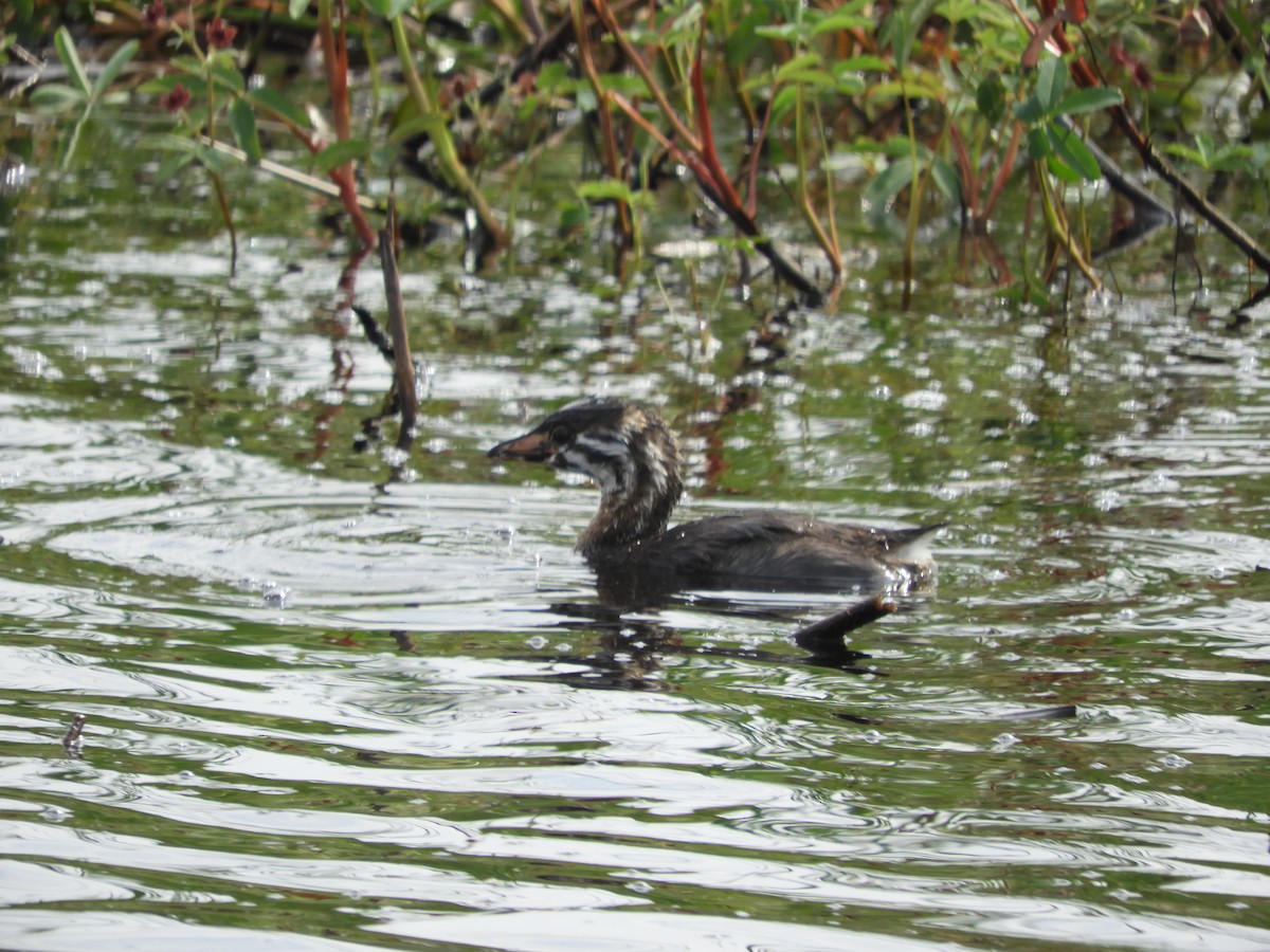 Pied-billed Grebe - ML638891187