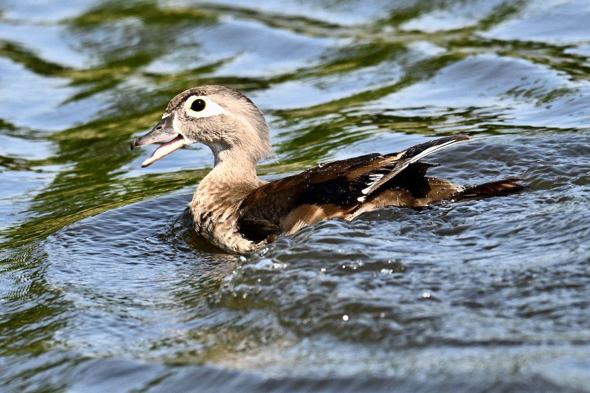Wood Duck - ML638891213