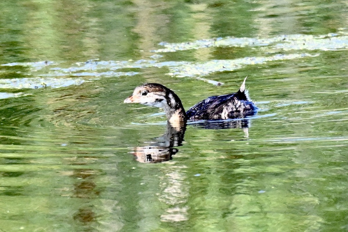 Pied-billed Grebe - ML638891236
