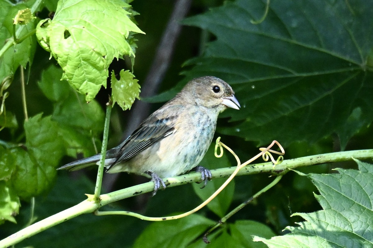 Indigo Bunting - ML638891243