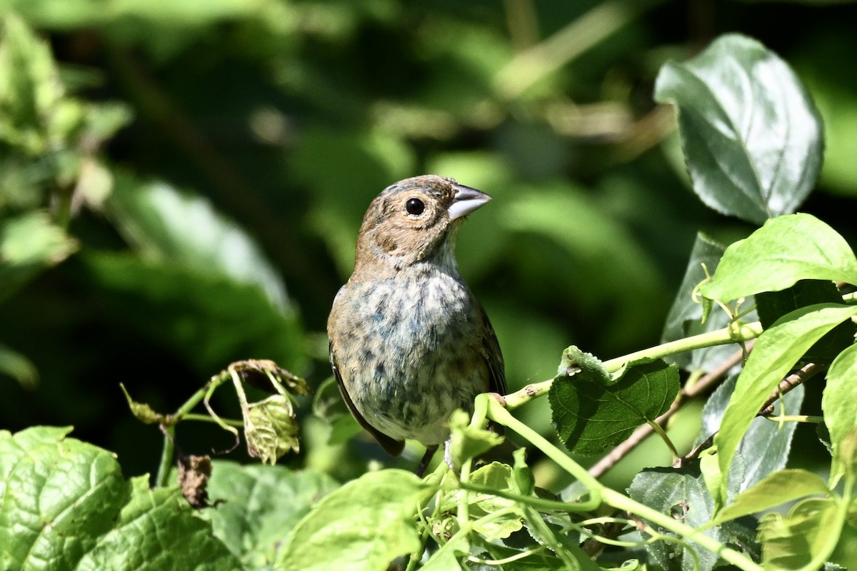 Indigo Bunting - ML638891248