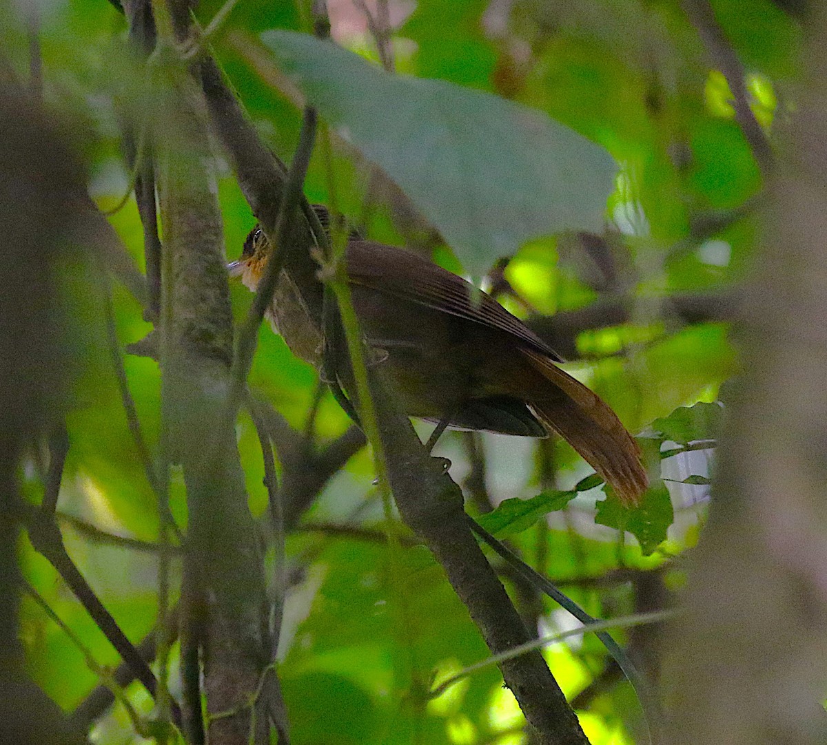 Fawn-throated Foliage-gleaner - ML638891255
