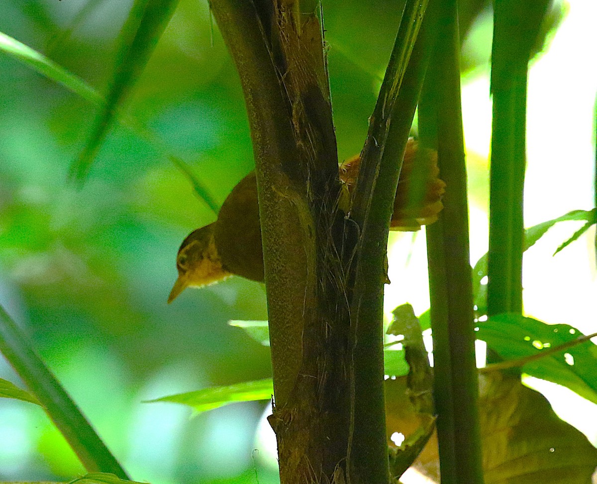 Fawn-throated Foliage-gleaner - ML638891256