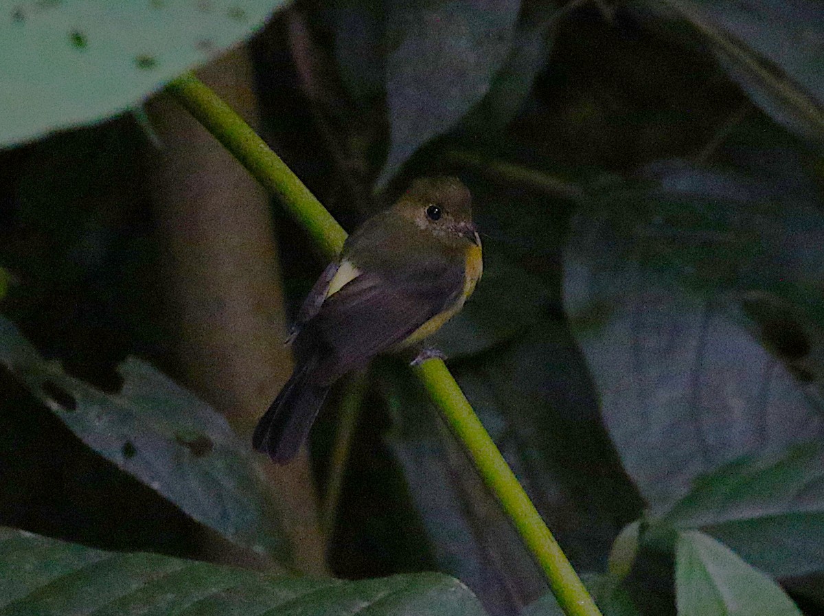 Sulphur-rumped Flycatcher - ML638891307