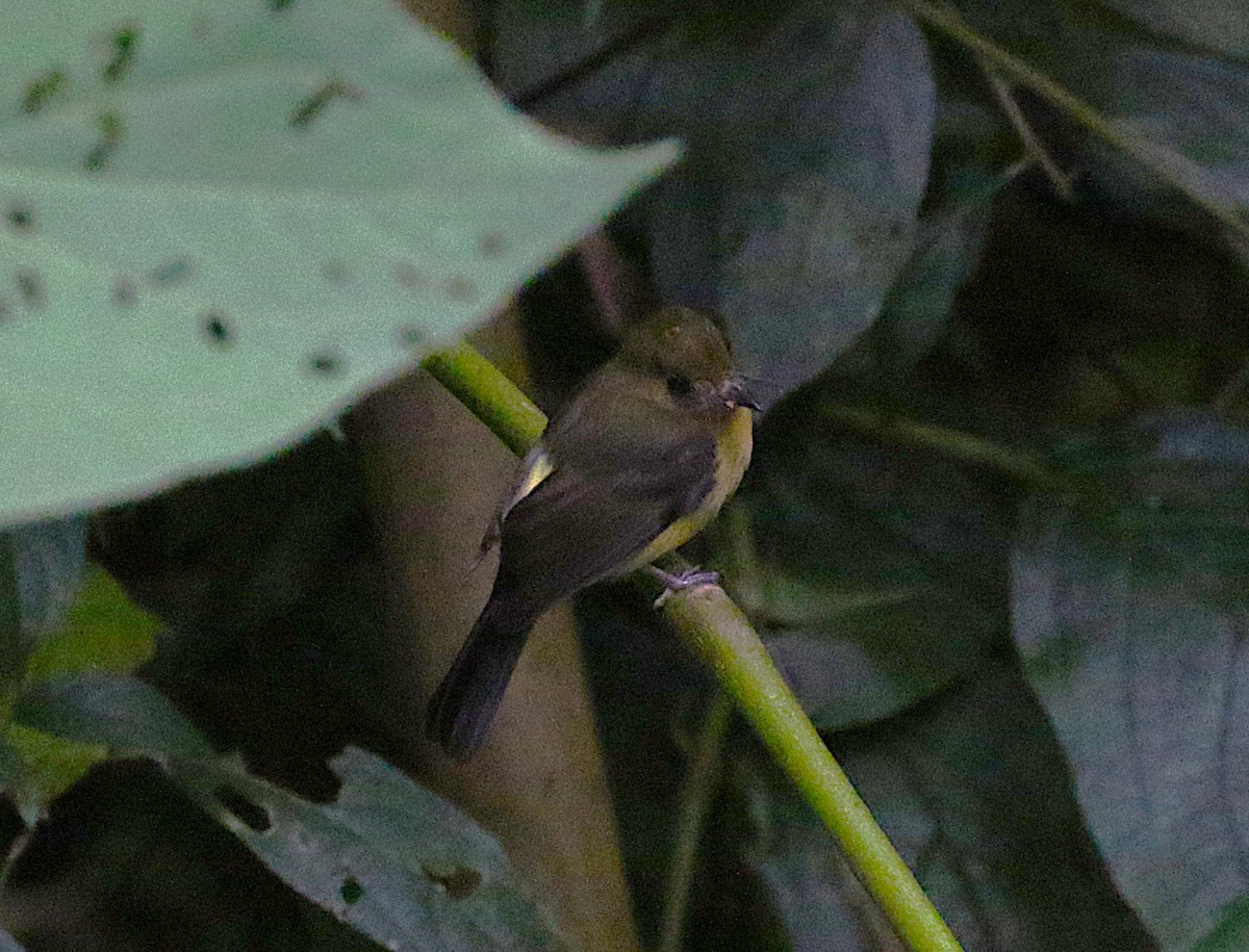 Sulphur-rumped Flycatcher - ML638891308