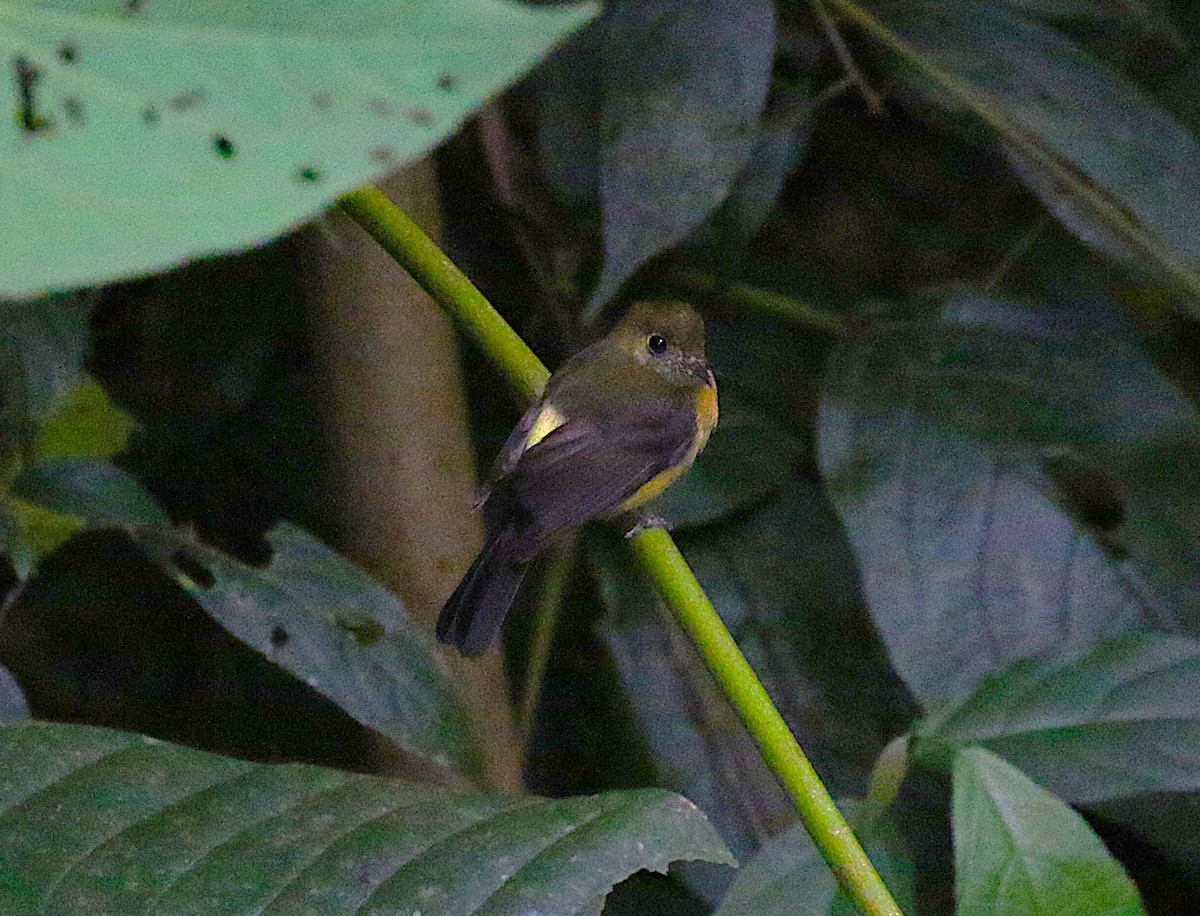 Sulphur-rumped Flycatcher - ML638891309