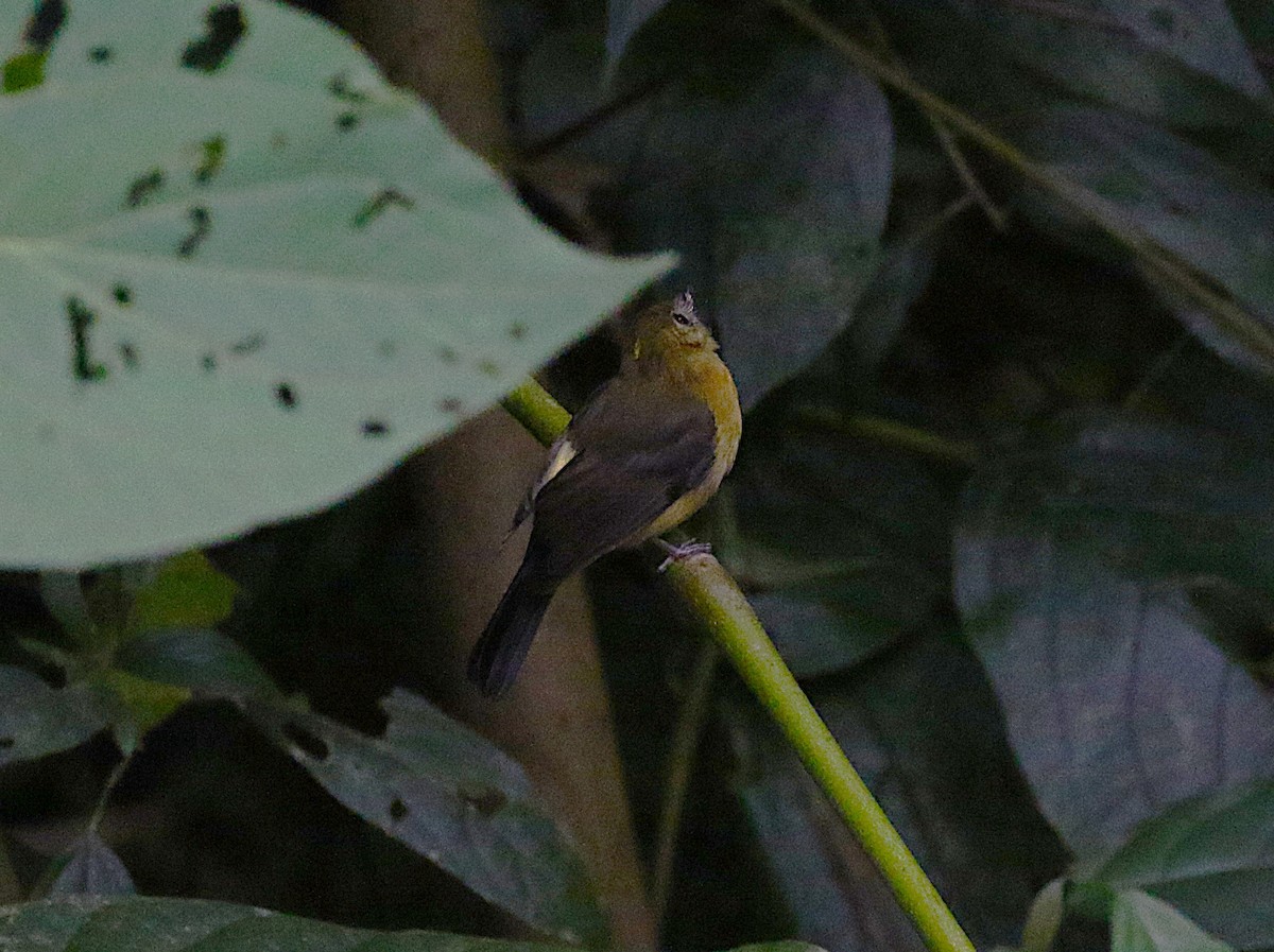 Sulphur-rumped Flycatcher - ML638891310