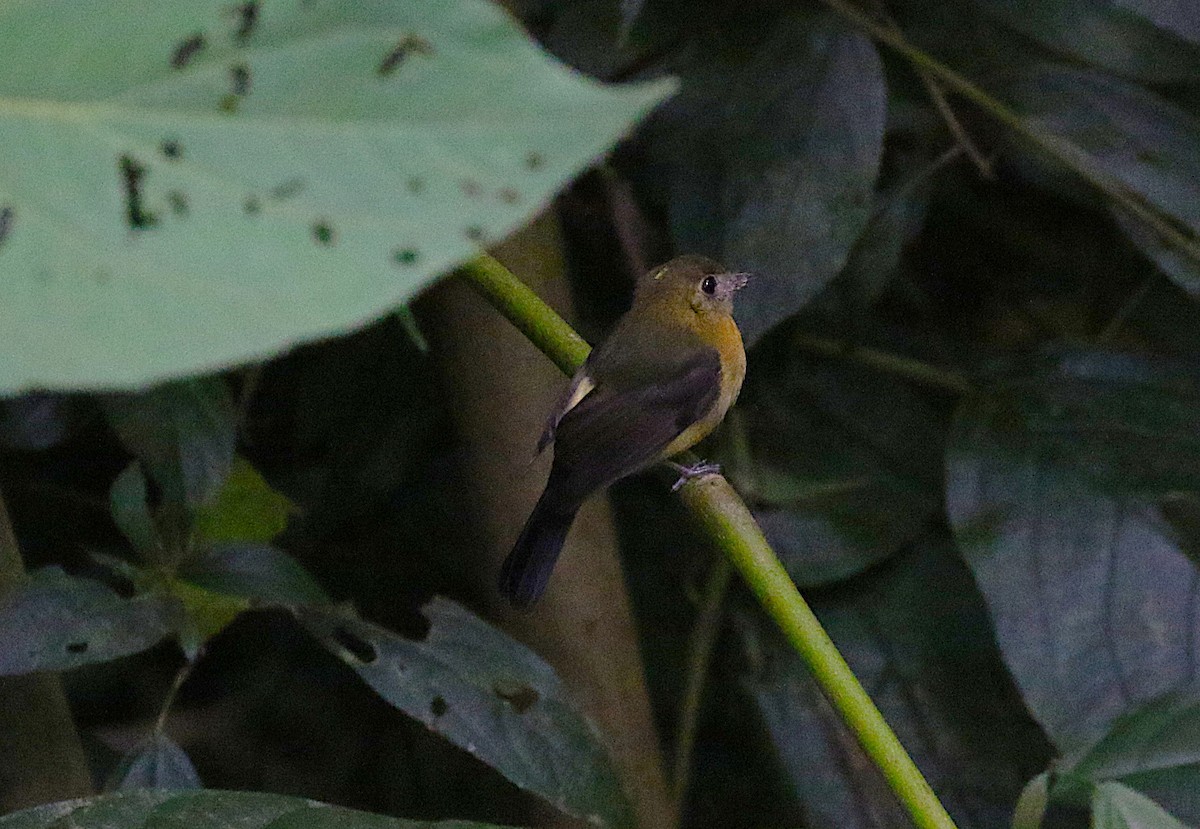 Sulphur-rumped Flycatcher - ML638891311