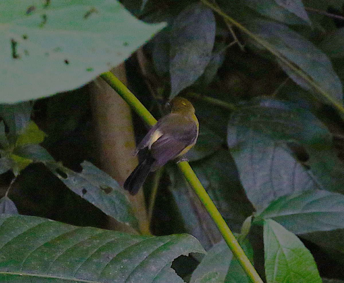 Sulphur-rumped Flycatcher - ML638891314