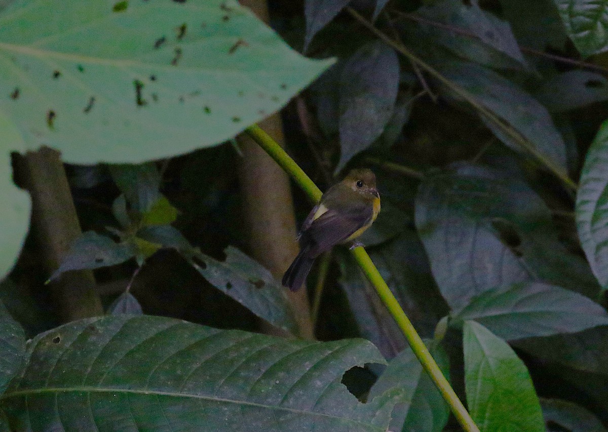 Sulphur-rumped Flycatcher - ML638891315