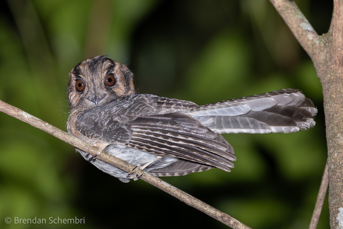 Australian Owlet-nightjar - ML638891325