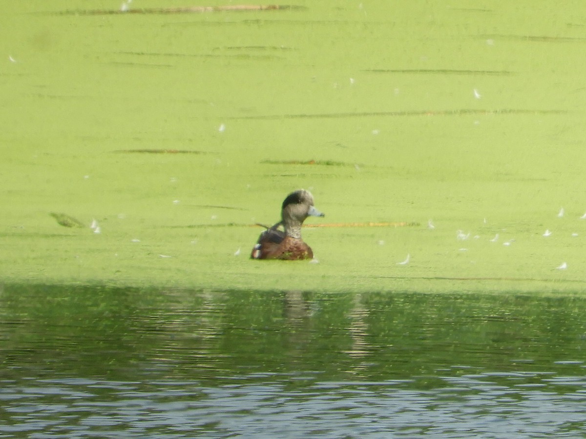 American Wigeon - ML638891362