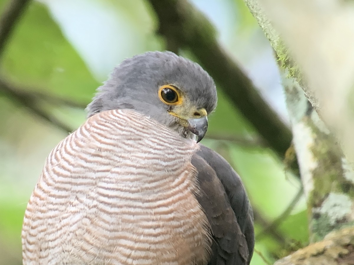 African Goshawk - ML638891404