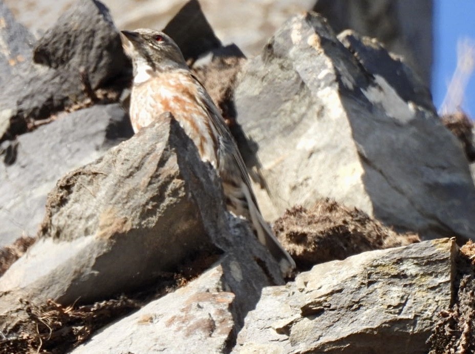Altai Accentor - ML638891417
