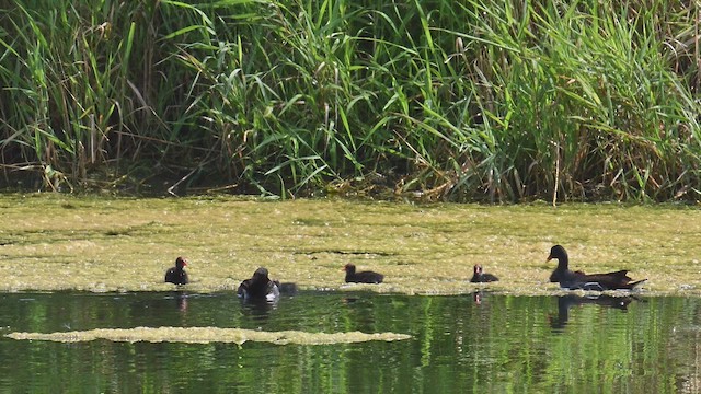 Common Gallinule - ML638891428