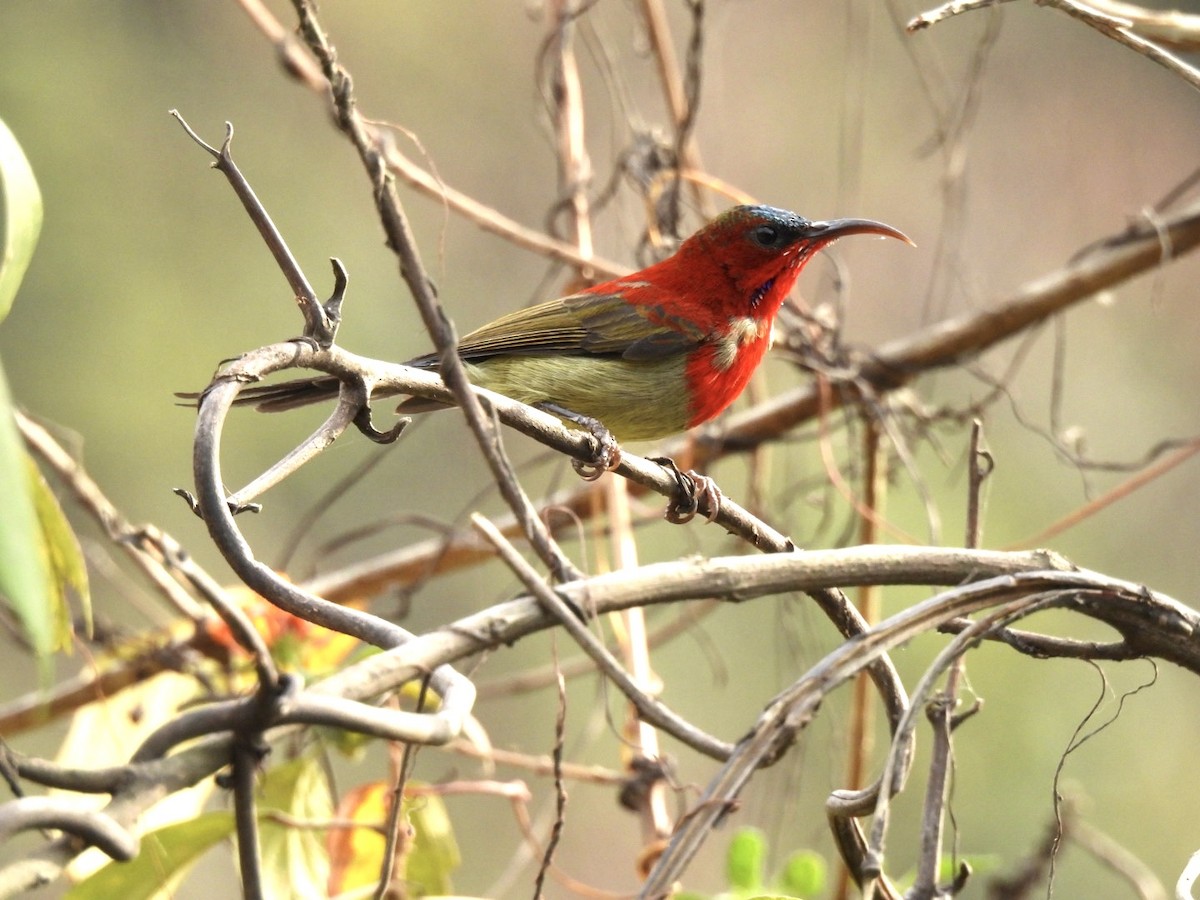 Crimson Sunbird - ML638891435