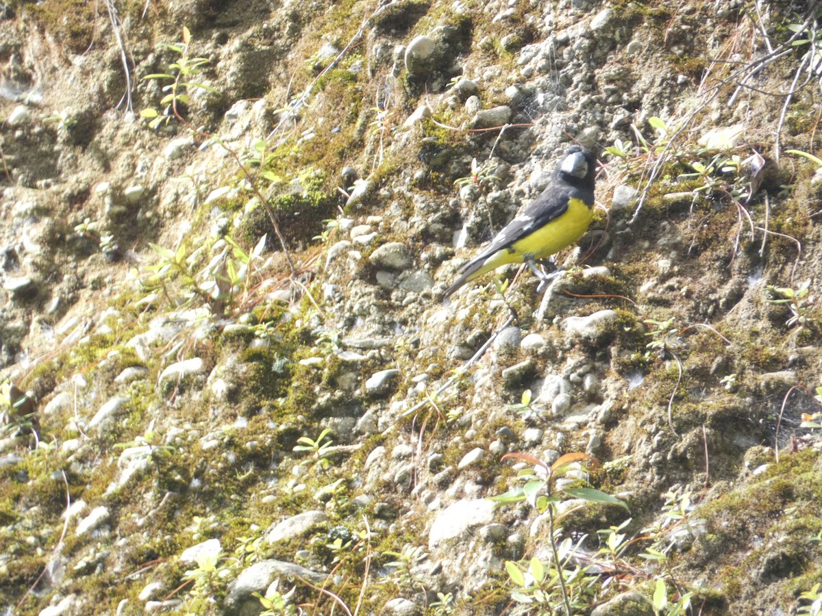 Spot-winged Grosbeak - ML638891439