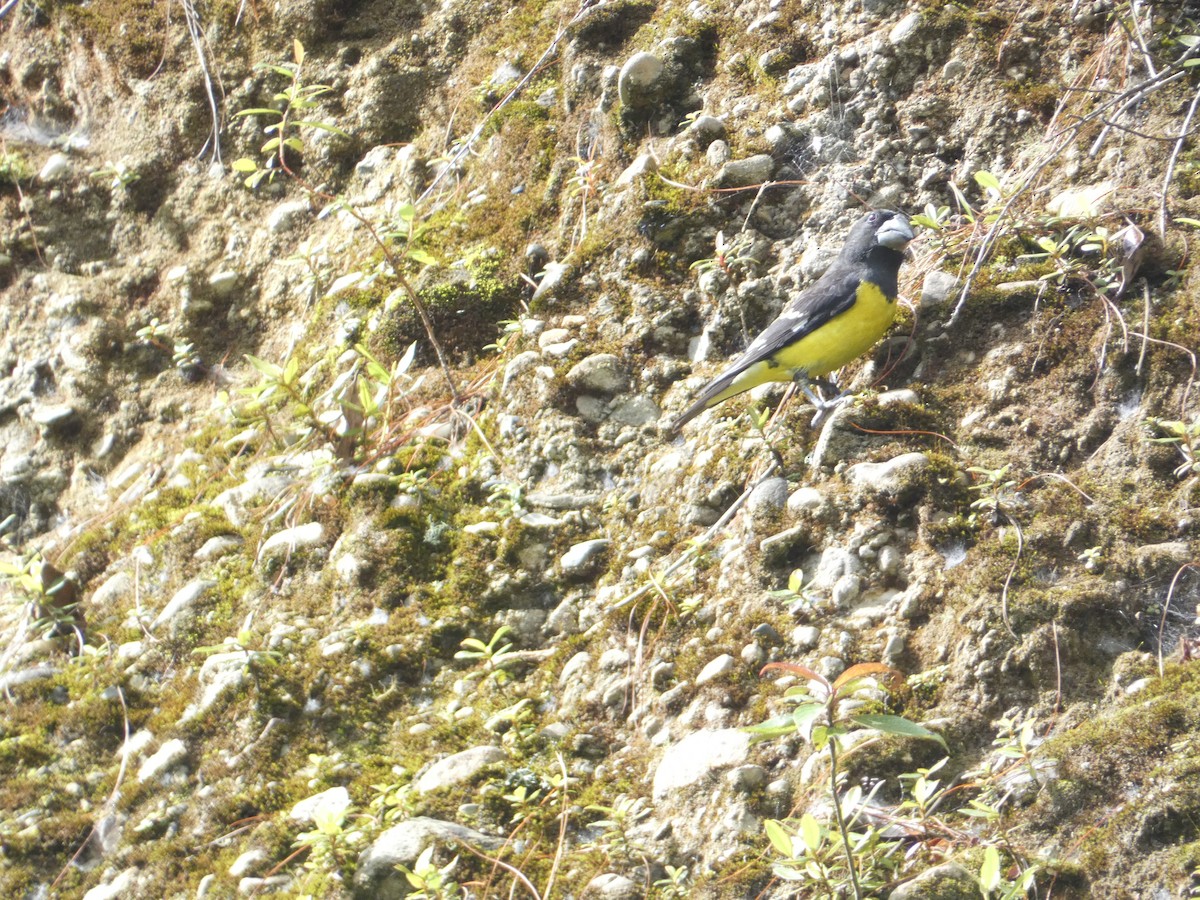 Spot-winged Grosbeak - ML638891440
